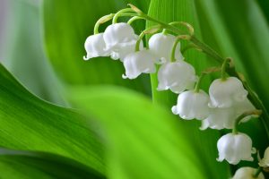 muguet brin