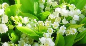 muguet