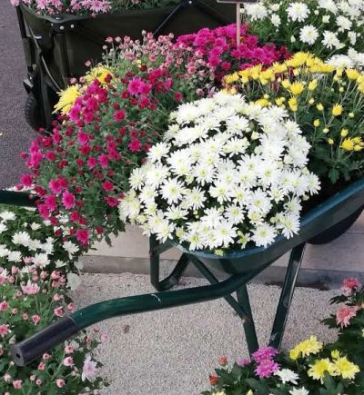 CHRYSANTHEMES