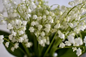 muguet