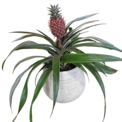 ananas