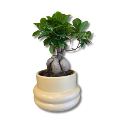 Ficus-ginseng