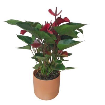 anthurium rouge 3