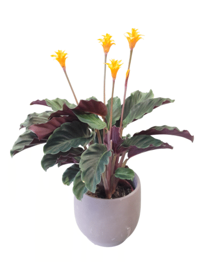 20250912_152944-Photoroom